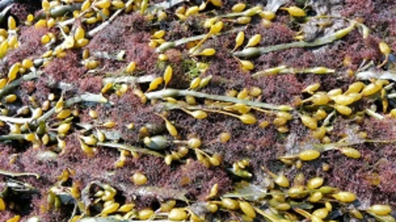 VALORALGAE