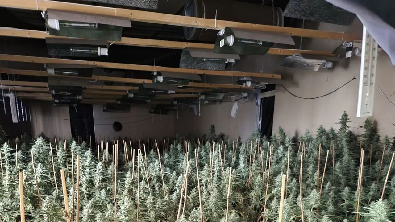 Plantaci&oacute;n de marihuana